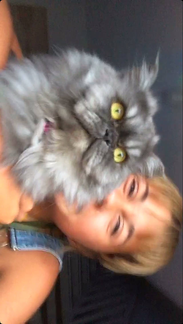 Perle participe au concours pour gagner de l'argent avec cette photo : british_longhair, carnivore, cat, domestic_long_haired_cat, ear, eye, felidae, fur, kitten, norwegian_forest_cat, persian, small_to_medium_sized_cats, whiskers