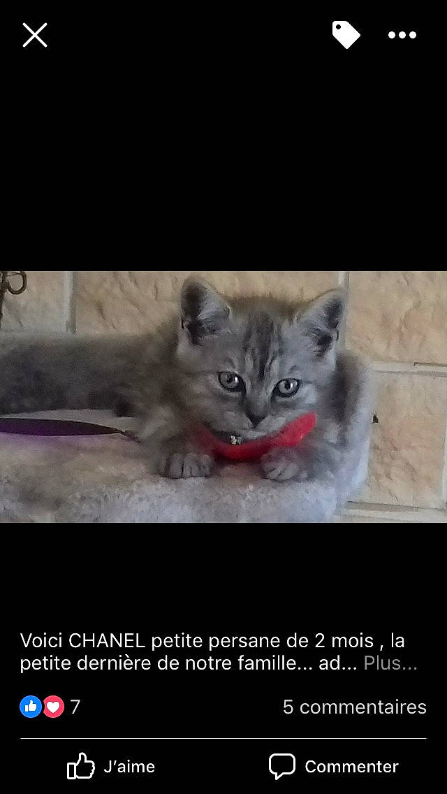 Chanel participe au concours pour gagner de l'argent avec cette photo : asian, carnivore, cat, curious, domestic_short_haired_cat, european_shorthair, eye, felidae, internet_meme, iris, kitten, nebelung, organism, photo_caption, photography, polydactyl_cat, siberian, small_to_medium_sized_cats, snout, whiskers