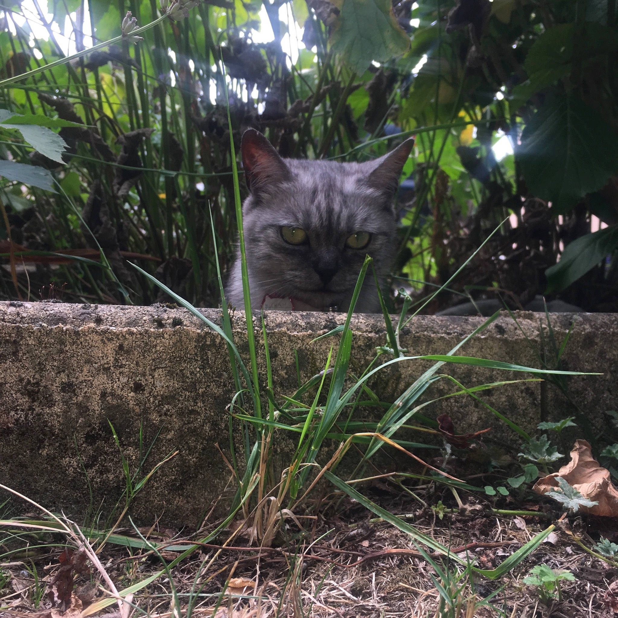 Chanel a rejoint le concours — aidez-le/la à gagner de superbes lots ! asian, carnivore, cat, domestic_short_haired_cat, fawn, felidae, grass, nebelung, plant, small_to_medium_sized_cats, tree, whiskers, wild_cat