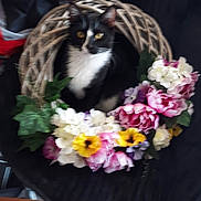 Felix joined the competition — help win amazing prizes! black_background, blurred, bouquet, cat, chair, curious, decor, feline, floral_arrangement, flowers, indoor, ivy, leaf, ornament, pet, petals, portrait, sitting, tuxedo_cat, wreath