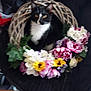 black_background, blurred, bouquet, cat, chair, curious, decor, feline, floral_arrangement, flowers, indoor, ivy, leaf, ornament, pet, petals, portrait, sitting, tuxedo_cat, wreath