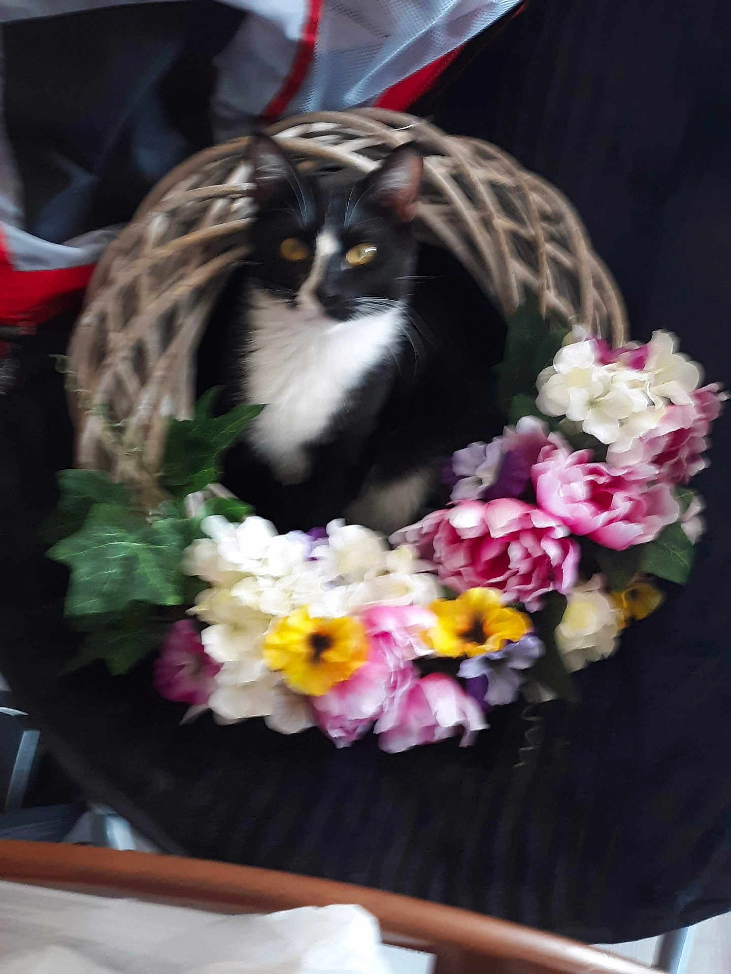 Felix joined the competition — help win amazing prizes! black_background, blurred, bouquet, cat, chair, curious, decor, feline, floral_arrangement, flowers, indoor, ivy, leaf, ornament, pet, petals, portrait, sitting, tuxedo_cat, wreath