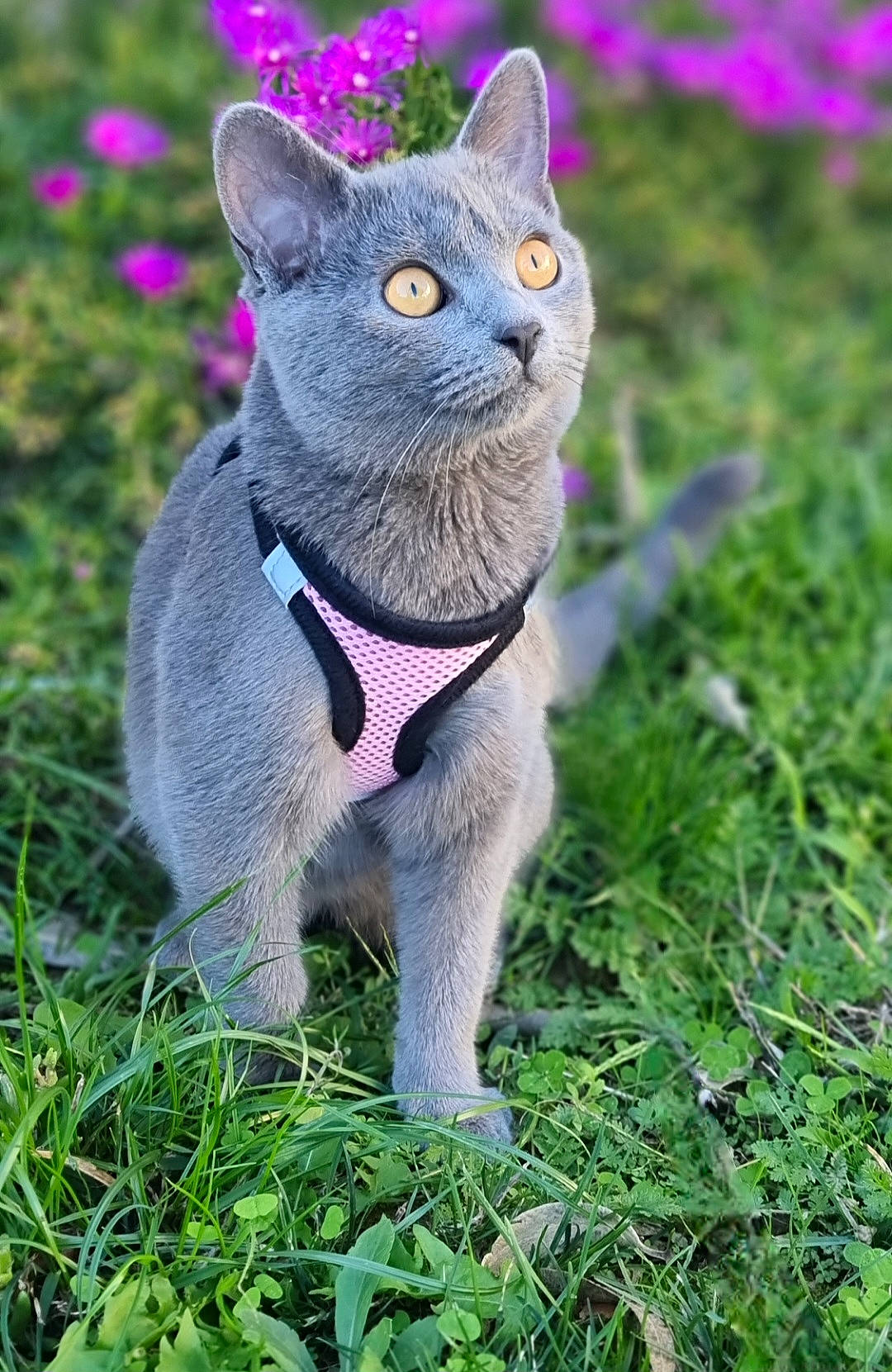 alert, animal, cat, closeup, curious, cute, ears, eyes, feline, flower, grass, gray_cat, greenery, harness, nature, outdoor, pet, purple_flower, whiskers, young_cat