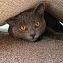 alert, amber_eyes, animal, carpet, cat, close_up, cozy, curious, cute, domestic_cat, face, furniture, gray_cat, hidden, indoor, paws, pet, playful, texture, whiskers