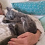 animal, blanket, cat, comfort, cozy, cuddle, cute, feline, fur, gray_cat, hand, human_hand, indoor, nap, pet, pillow, relaxed, resting, sleeping, soft