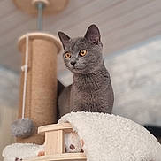 Aimy a rejoint le concours — aidez-le/la à gagner de superbes lots ! amber_eyes, animal, cat, cat_tree, cozy, curious, domestic_cat, feline, furniture, gray_cat, home_interior, indoor, looking_away, perched, pet, pet_accessory, playful, plush, soft_texture, wood