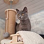 amber_eyes, animal, cat, cat_tree, cozy, curious, domestic_cat, feline, furniture, gray_cat, home_interior, indoor, looking_away, perched, pet, pet_accessory, playful, plush, soft_texture, wood