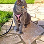 animal, attentive, brick_planter, cat, daylight, ears, eyes, feline, garden, gray_cat, greenery, harness, leash, nature, outdoor, pet, sitting, stone_patio, sunlight, whiskers