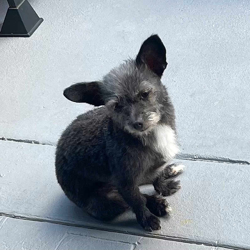 Jorby is registered to the contest to win money with this photo: animal, canine, companion, concrete_floor, curious, cute, dog, domestic_animal, ears, fluffy, gray_fur, looking, outdoor, paw, pet, side_view, sitting, small_dog, white_chest, young_dog