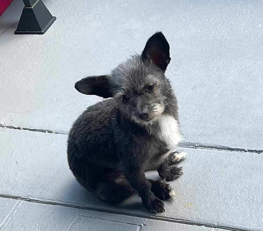 Jorby is registered to the contest to win money with this photo: dog, small_dog, fluffy, ears, sitting, concrete_floor, curious, pet, animal, outdoor, gray_fur, white_chest, paw, looking, canine, young_dog, cute, companion, domestic_animal, side_view