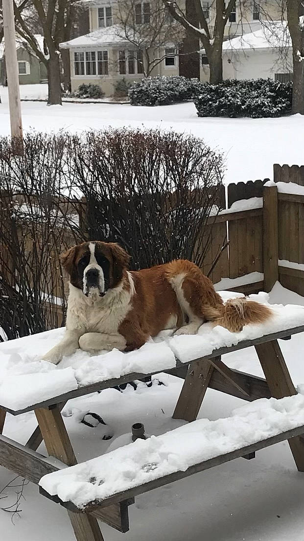 Dazy joined the competition — help win amazing prizes! building, carnivore, companion_dog, dog, dog_breed, fawn, freezing, home, mammal, pet_supply, plant, precipitation, snow, sporting_group, tree, vertebrate, white, window, winter, wood