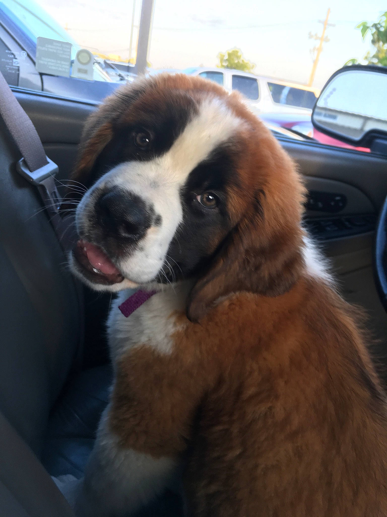 Dazy joined the competition — help win amazing prizes! automotive_design, automotive_exterior, automotive_lighting, automotive_tire, canidae, car, carnivore, companion_dog, dog, dog_breed, door, fur, motor_vehicle, sky, snout, st_bernard, vehicle, vehicle_door, window, working_animal