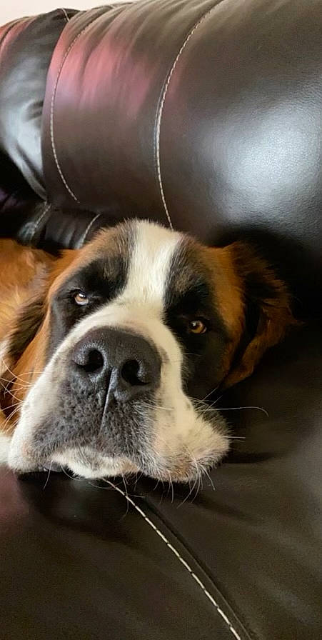 Dazy is registered to the contest to win money with this photo: bored, canidae, carnivore, collar, companion_dog, couch, dog, dog_breed, door, fur, giant_dog_breed, love, snout, sporting_group, square, terrestrial_animal, whiskers, window, working_animal, working_dog