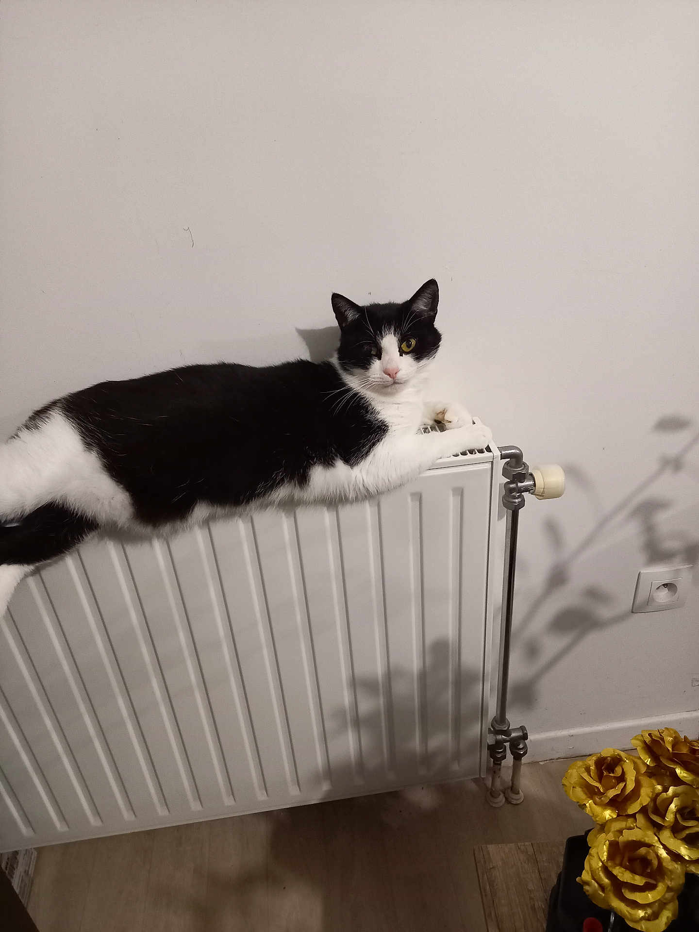 Denise Bauer a rejoint le concours — aidez-le/la à gagner de superbes lots ! cat, black_and_white, radiator, indoor, animal, pet, relaxed, lounging, floor, wall, flower, golden, shadow, domestic, feline, cozy, home, plant_shadow, wooden_floor, resting