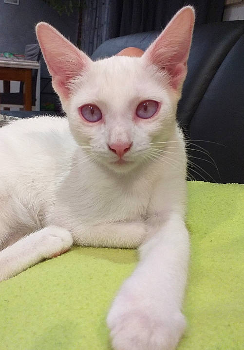 Silas participe au concours pour gagner de l'argent avec cette photo : arabian_mau, burmilla, carnivore, cat, colorpoint_shorthair, cornish_rex, devon_rex, felidae, german_rex, javanese, khao_manee, kitten, mammal, oriental_longhair, oriental_shorthair, peterbald, small_to_medium_sized_cats, turkish_angora, vertebrate, whiskers