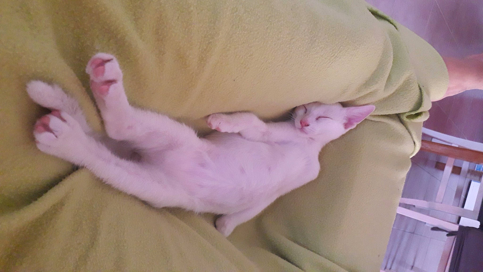 Silas participe au concours pour gagner de l'argent avec cette photo : cat, fawn, felidae, foot, fur, leg, lilac, nap, pink, tail
