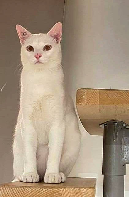 Silas participe au concours pour gagner de l'argent avec cette photo : carnivore, cat, cat_supply, cylinder, domestic_short_haired_cat, fawn, felidae, fur, paw, small_to_medium_sized_cats, snout, tail, whiskers, wood