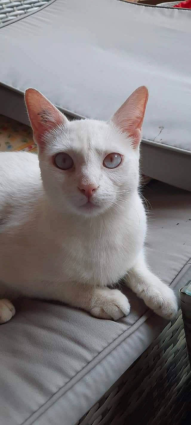 Silas