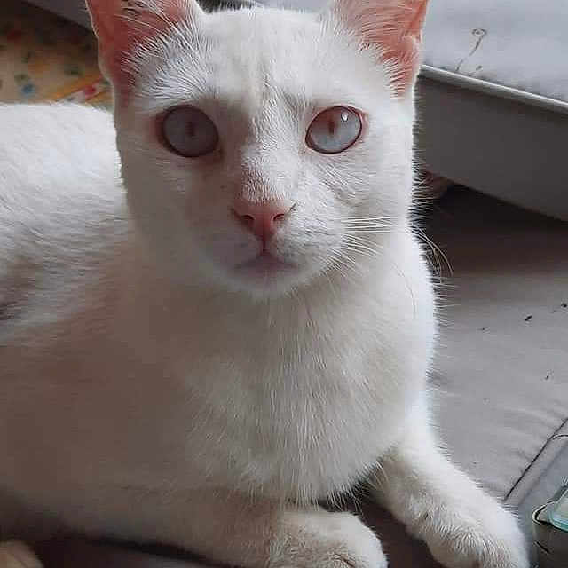 Silas