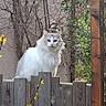 cat, white_cat, fence, wooden_fence, outdoor, garden, plants, branches, greenery, flowering_bush, pet, animal, fluffy, sitting, nature, daylight, curious, portrait, calm, wildlife