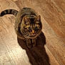 animal, cat, close_up, curious, cute, domestic_cat, ears, feline, flooring, indoor, looking_up, mammal, pet, shadow, sitting, striped, tabby, tail, whiskers, wooden_floor