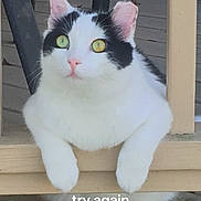 Elbe joined the competition — help win amazing prizes! animal, black_patches, cat, closeup, cute, domestic_animal, feline, focus, fur, green_eyes, looking, nature, outdoor, paws, pet, portrait, resting, sitting, white_cat, wooden_railing