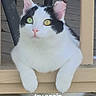animal, black_patches, cat, closeup, cute, domestic_animal, feline, focus, fur, green_eyes, looking, nature, outdoor, paws, pet, portrait, resting, sitting, white_cat, wooden_railing