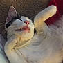 animal, black_patch, blanket, carpet, cat, close_up, cute, fangs, feline, funny_expression, fur, indoor, lying_down, paw, pet, pink_nose, relaxed, sleepy, whiskers, white_cat