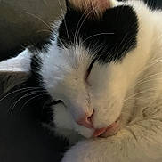 Elbe is registered to the contest to win money with this photo: animal, black_and_white, cat, close_up, cozy, cute, domestic_cat, ear, face, feline, fur, indoor, nose, peaceful, pet, relaxed, resting, sleeping, tongue_out, whiskers