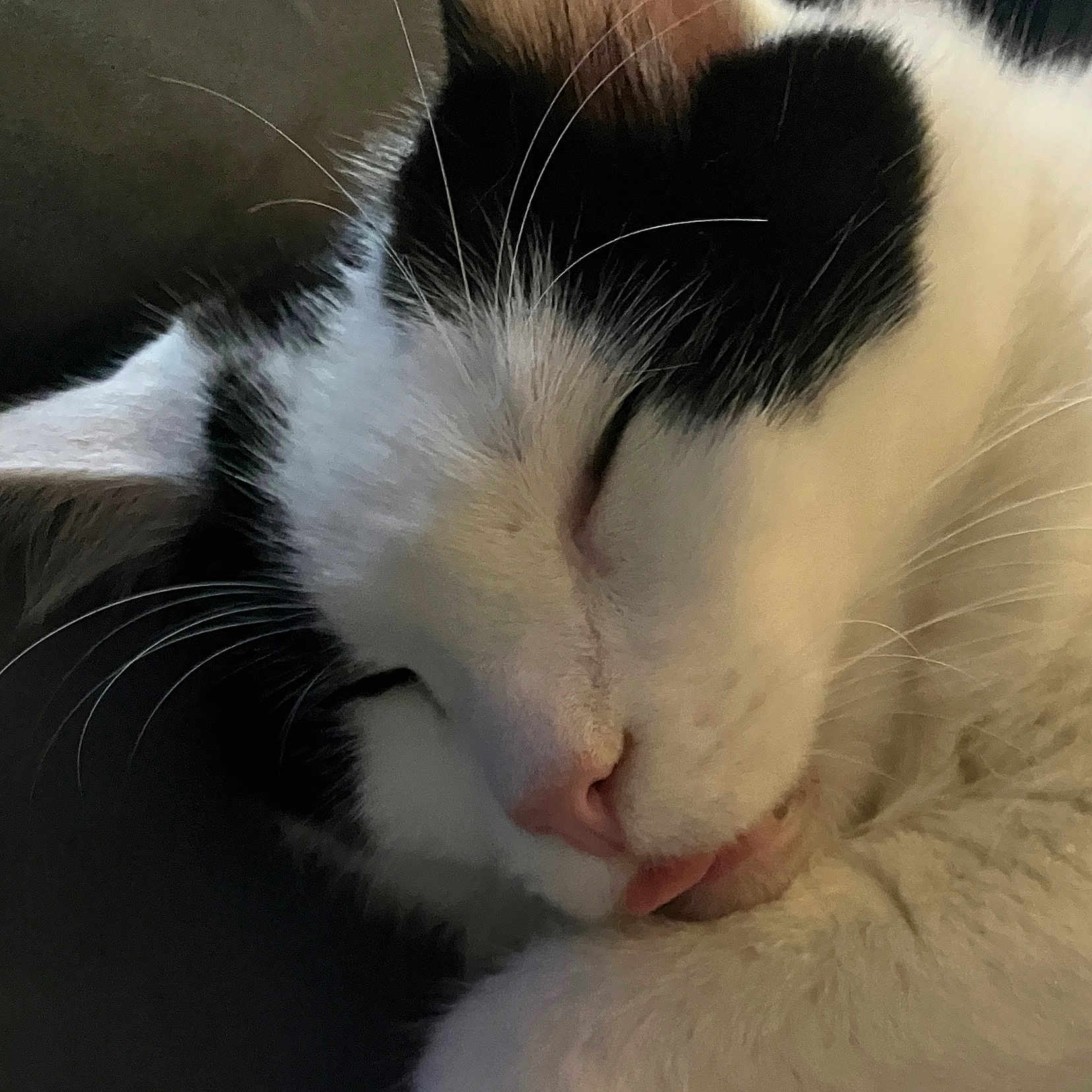 Elbe is registered to the contest to win money with this photo: animal, black_and_white, cat, close_up, cozy, cute, domestic_cat, ear, face, feline, fur, indoor, nose, peaceful, pet, relaxed, resting, sleeping, tongue_out, whiskers
