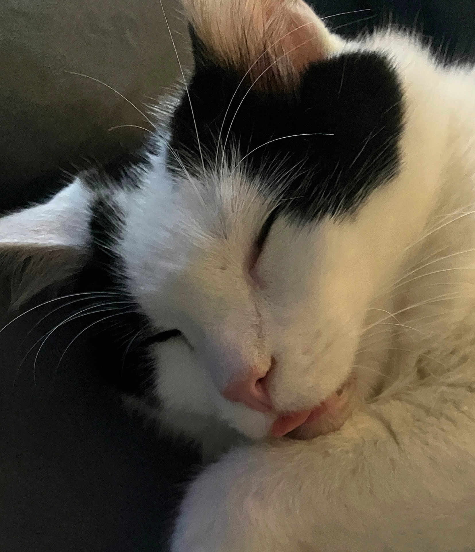 Elbe is registered to the contest to win money with this photo: animal, black_and_white, cat, close_up, cozy, cute, domestic_cat, ear, face, feline, fur, indoor, nose, peaceful, pet, relaxed, resting, sleeping, tongue_out, whiskers