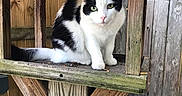 Elbe joined the competition — help win amazing prizes! animal, birdhouse, black_and_white, cat, closeup, curious, daylight, feline, fence, green_eyes, nature, outdoor, perched, pet, sitting, small, texture, wood, wooden, yard
