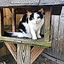 Elbe joined the competition — help win amazing prizes! animal, birdhouse, black_and_white, cat, closeup, curious, daylight, feline, fence, green_eyes, nature, outdoor, perched, pet, sitting, small, texture, wood, wooden, yard