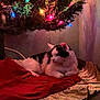 animal, black_and_white, cat, christmas_decor, christmas_tree, cozy, cute, decorations, festive, floor, fur, gold_skirt, holiday_lights, indoor, lighting, pet, red_cloth, relaxed, resting, tree_branch