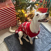 Stella a rejoint le concours — aidez-le/la à gagner de superbes lots ! dog, christmas, christmas_tree, sweater, red_sweater, festive, holiday, presents, gift_wrapping, ornaments, lights, indoors, pet, sitting, happy, smiling, white_dog, brown_patches, dog_bed, floor
