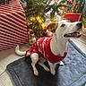 dog, christmas, christmas_tree, sweater, red_sweater, festive, holiday, presents, gift_wrapping, ornaments, lights, indoors, pet, sitting, happy, smiling, white_dog, brown_patches, dog_bed, floor