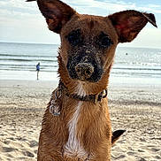 Baileys participe au concours pour gagner de l'argent avec cette photo : dog, beach, sand, ocean, collar, pet, animal, outdoor, sunlight, ears, water, sky, clouds, shore, canine, muzzle, portrait, nature, summer, playful