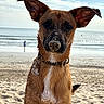 dog, beach, sand, ocean, collar, pet, animal, outdoor, sunlight, ears, water, sky, clouds, shore, canine, muzzle, portrait, nature, summer, playful