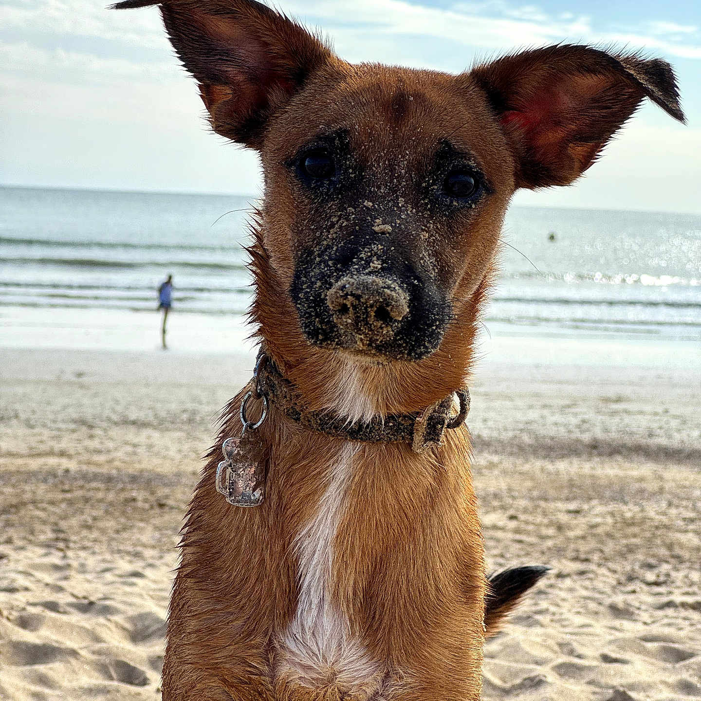 Baileys participe au concours pour gagner de l'argent avec cette photo : dog, beach, sand, ocean, collar, pet, animal, outdoor, sunlight, ears, water, sky, clouds, shore, canine, muzzle, portrait, nature, summer, playful