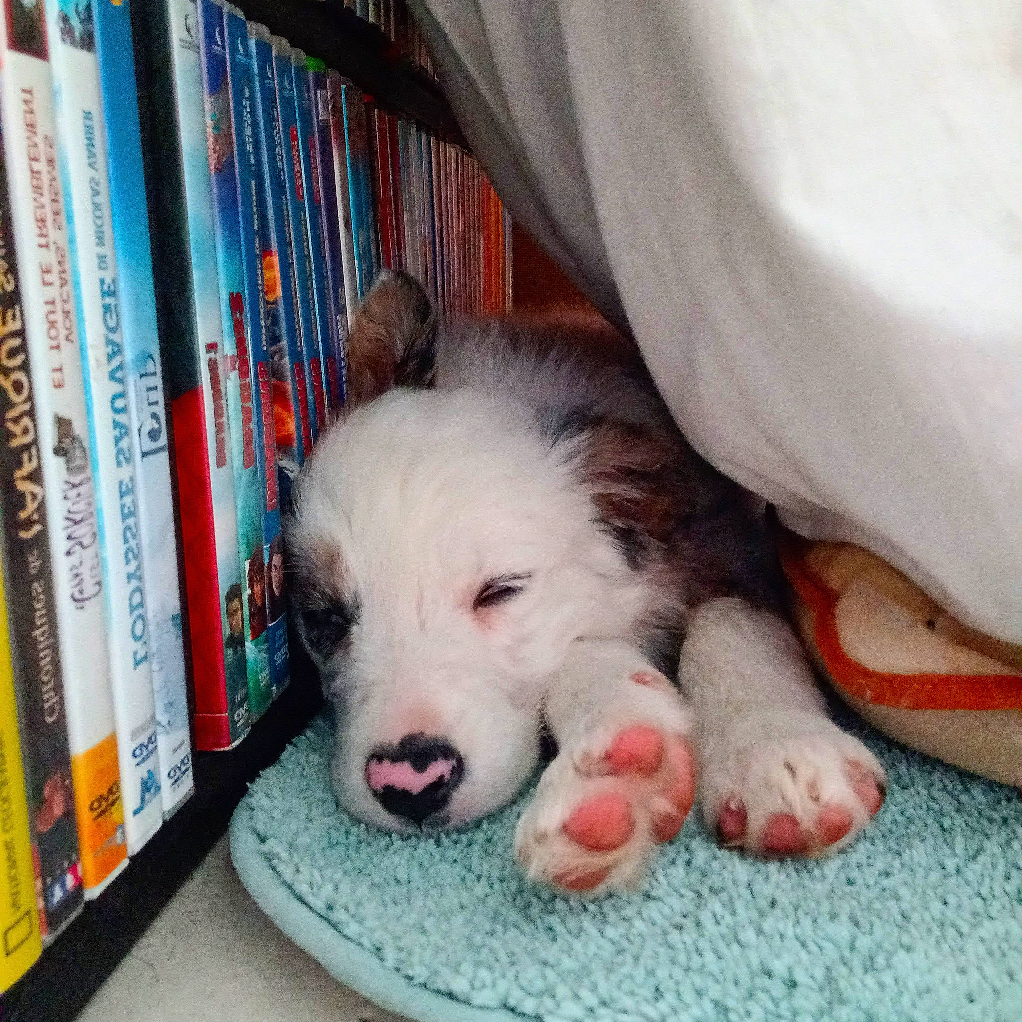 Kinja a rejoint le concours — aidez-le/la à gagner de superbes lots ! book, bookcase, canidae, carnivore, comfort, companion_dog, dog, dog_bed, dog_breed, dog_supply, felidae, foot, fur, nap, paw, publication, shelf, shelving, sporting_group, toy_dog