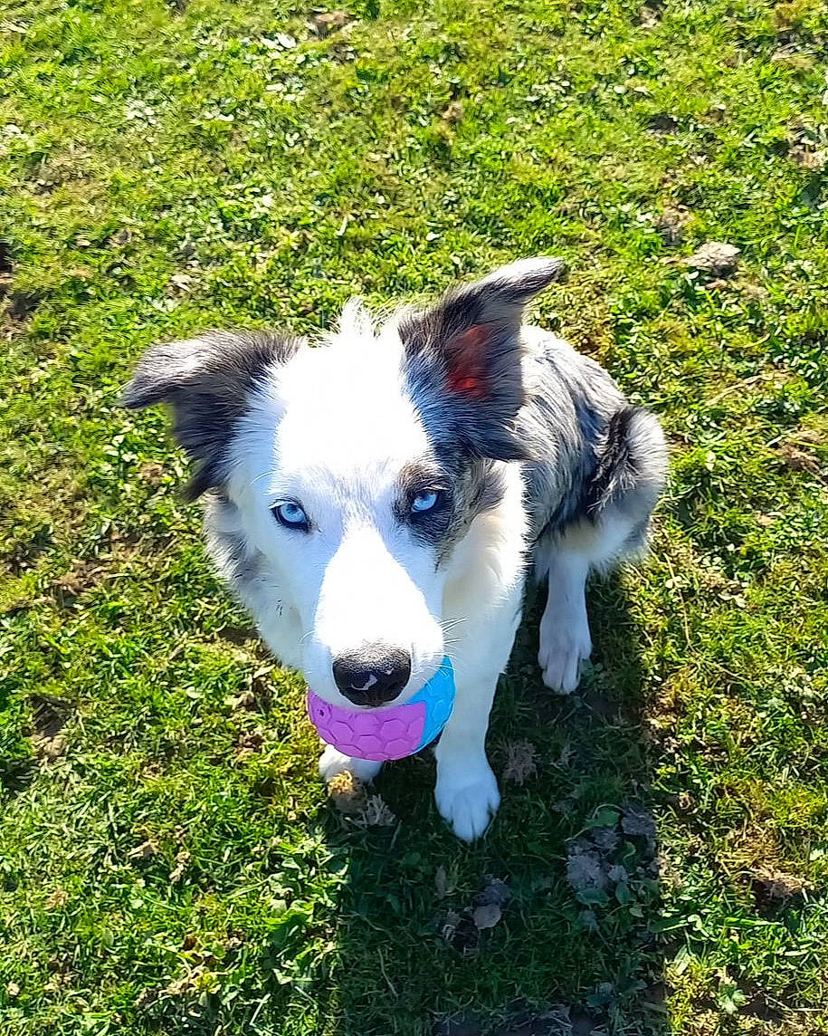 Kinja participe au concours pour gagner de l'argent avec cette photo : canidae, carnivore, companion_dog, dog, dog_breed, grass, groundcover, plant, sporting_group, terrestrial_animal, working_dog