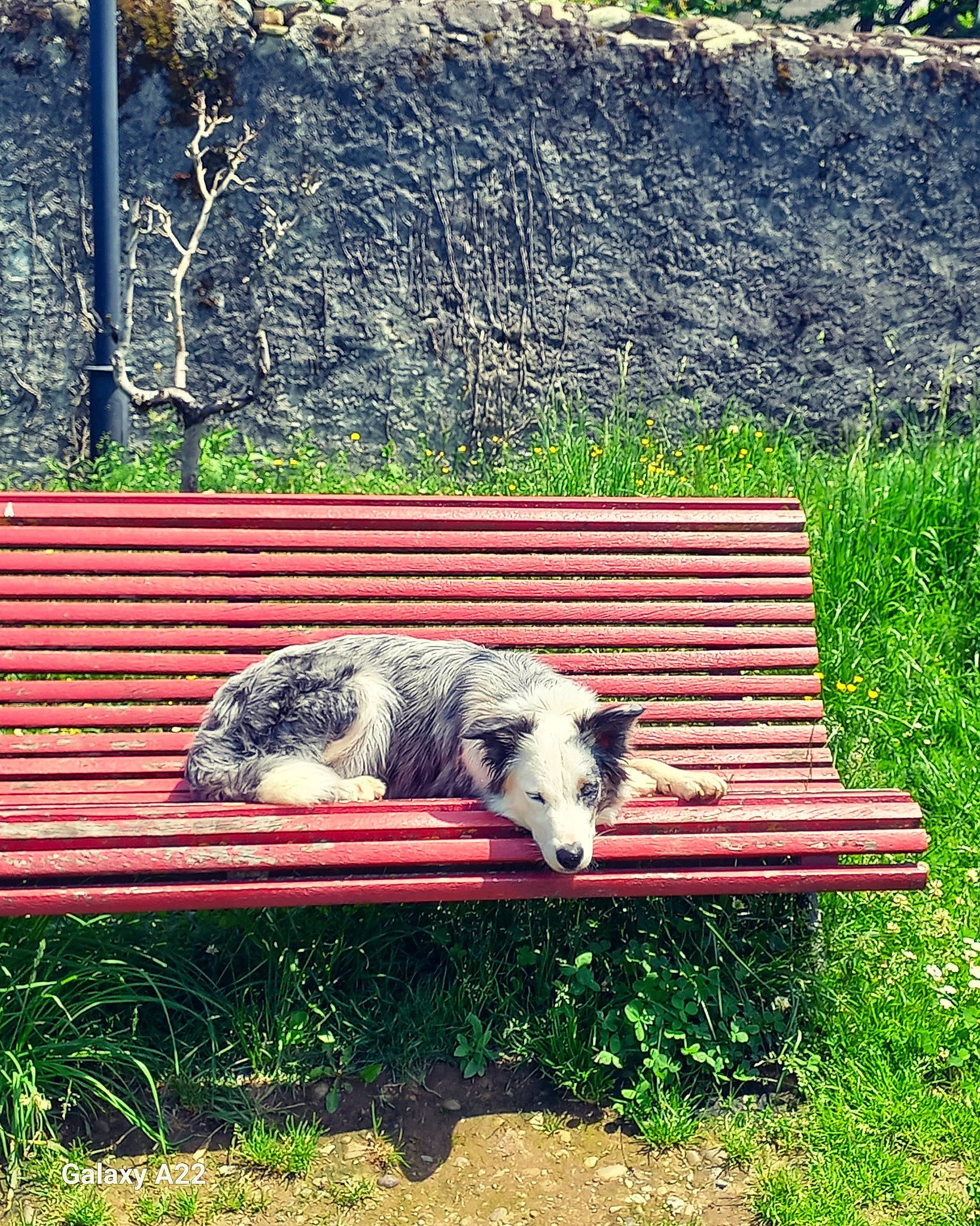 Kinja participe au concours pour gagner de l'argent avec cette photo : canidae, carnivore, dog_breed, grass, grass_family, grassland, groundcover, landscape, natural_landscape, outdoor_bench, outdoor_furniture, pasture, plant, rectangle, snout, tail, terrestrial_animal, tints_and_shades, wildlife, wood