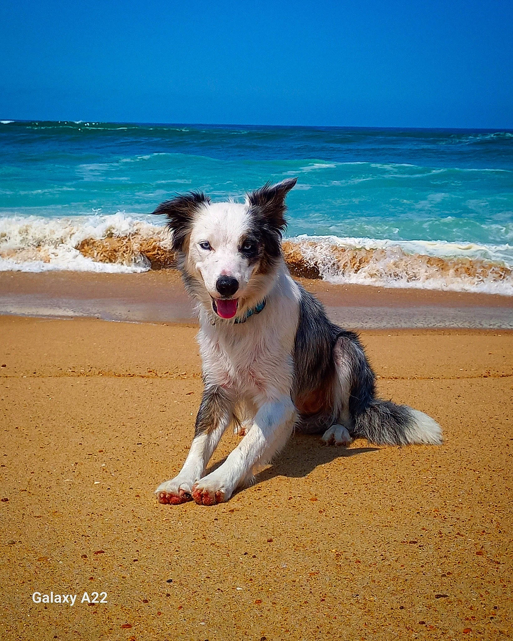 Kinja participe au concours pour gagner de l'argent avec cette photo : beach, canidae, carnivore, coast, companion_dog, dog, dog_breed, horizon, landscape, ocean, sky, soil, sporting_group, tail, terrier, water, wave, wind, wind_wave, wire_hair_fox_terrier
