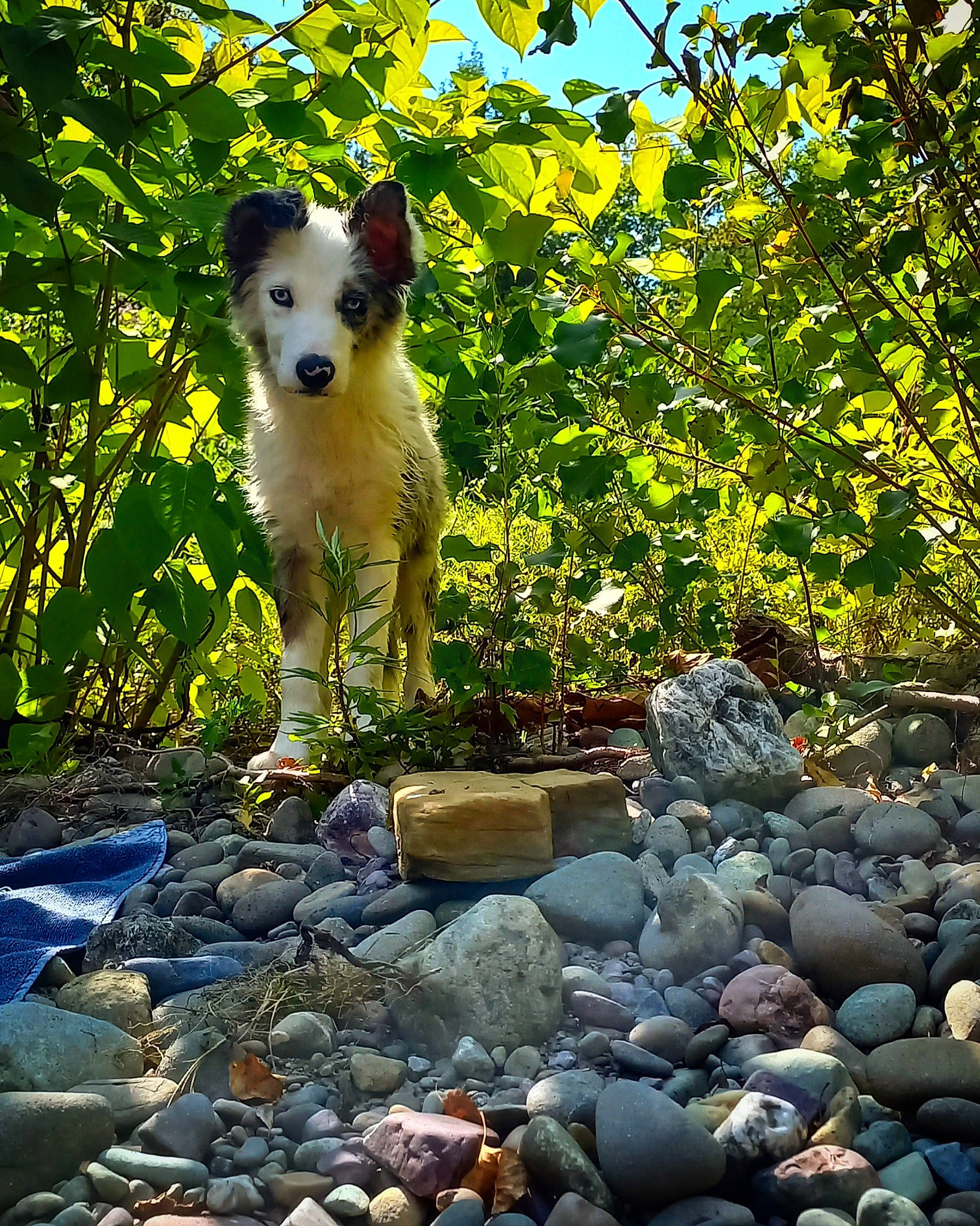 Kinja a rejoint le concours — aidez-le/la à gagner de superbes lots ! bedrock, biome, carnivore, companion_dog, dog, dog_breed, fawn, grass, landscape, leaf, natural_landscape, nature, plant, rock, shrub, sporting_group, spring, tail, tree, working_animal