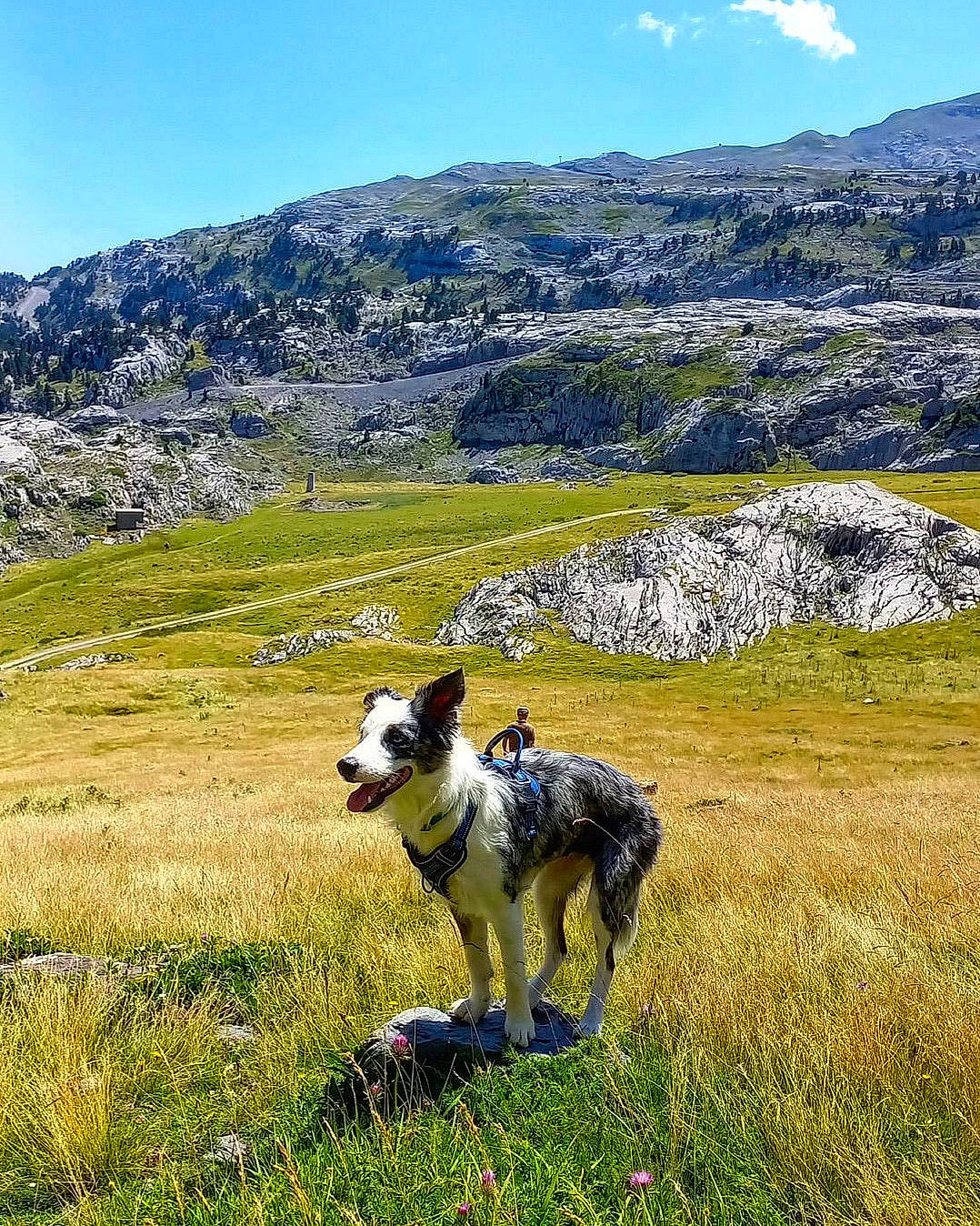 Kinja a rejoint le concours — aidez-le/la à gagner de superbes lots ! carnivore, cloud, dog, dog_breed, fawn, grass, grassland, highland, hill, landscape, meadow, mountain, mountain_range, mountainous_landforms, natural_landscape, pasture, plain, plant, sky, working_animal