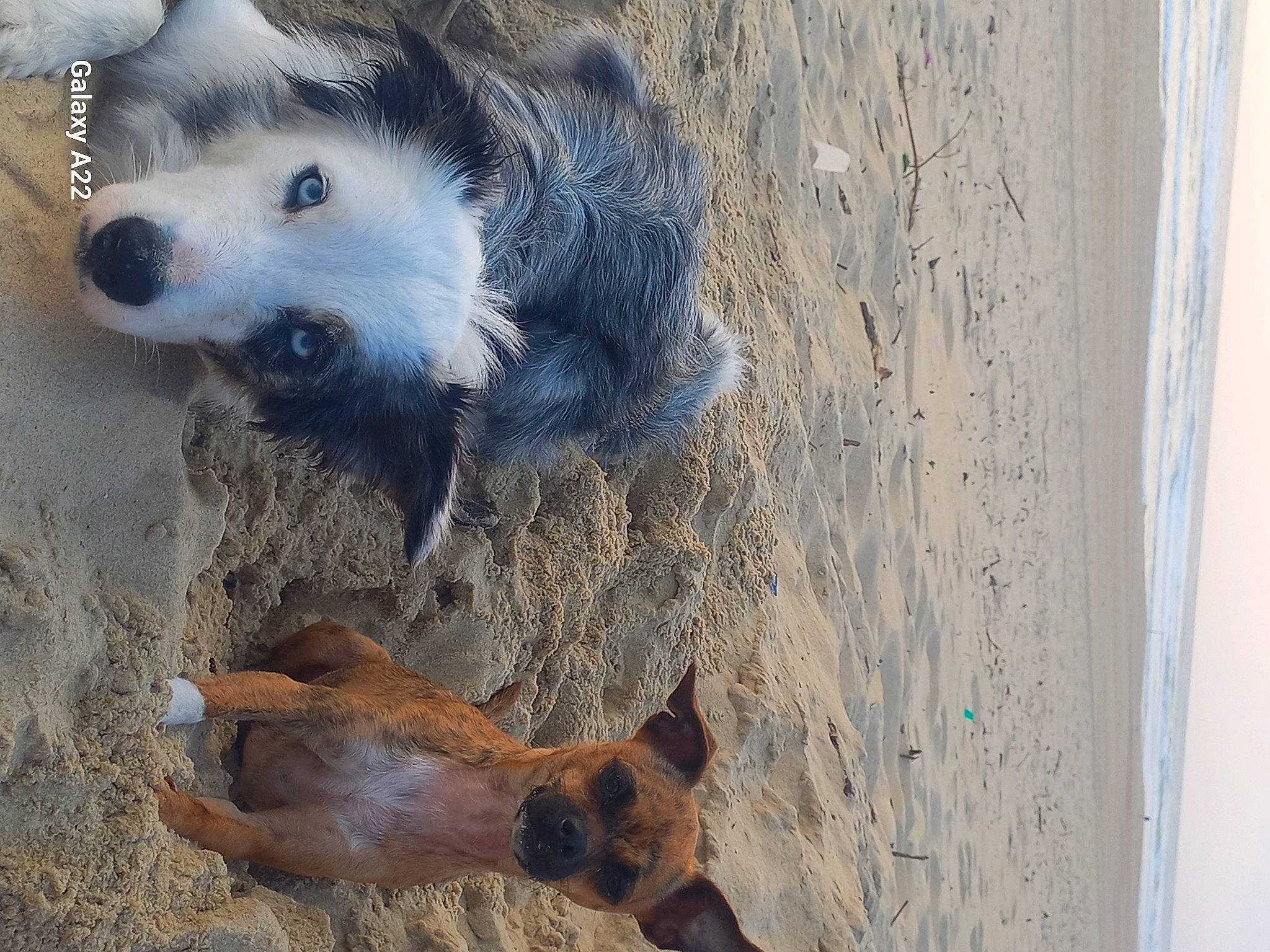 Sweeny participe au concours pour gagner de l'argent avec cette photo : canidae, carnivore, companion_dog, dog, dog_breed, fawn, fur, paw, snout, sporting_group, street_dog, tail, terrestrial_animal, whiskers, wildlife, wood, working_animal, working_dog
