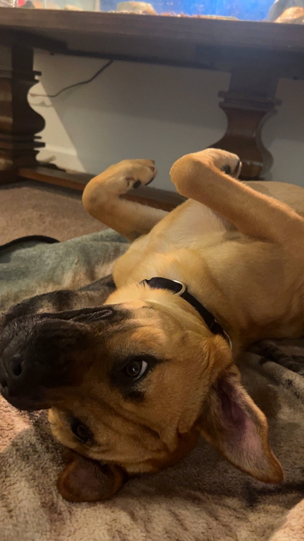 Nala joined the competition — help win amazing prizes! art, artifact, bulldog, canidae, carnivore, chest, companion_dog, dog, dog_breed, fawn, jaw, molosser, sculpture, snout, sporting_group, statue, terrestrial_animal, whiskers, working_animal, wrinkle