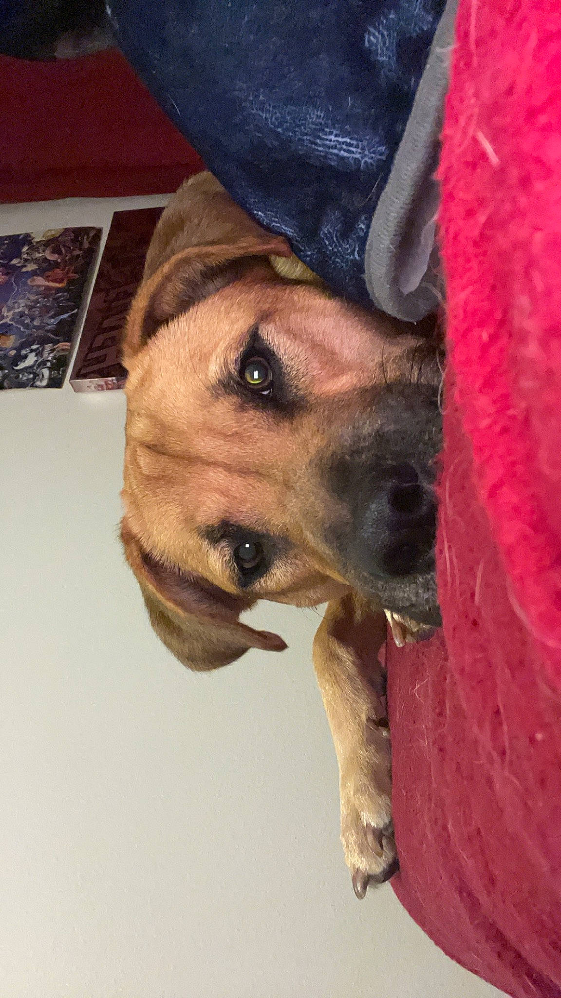 Nala joined the competition — help win amazing prizes! canidae, cap, carnivore, collar, companion_dog, dog, dog_breed, ear, electric_blue, fawn, fur, guard_dog, magenta, nose, pet_supply, selfie, snout, sporting_group, whiskers, working_animal