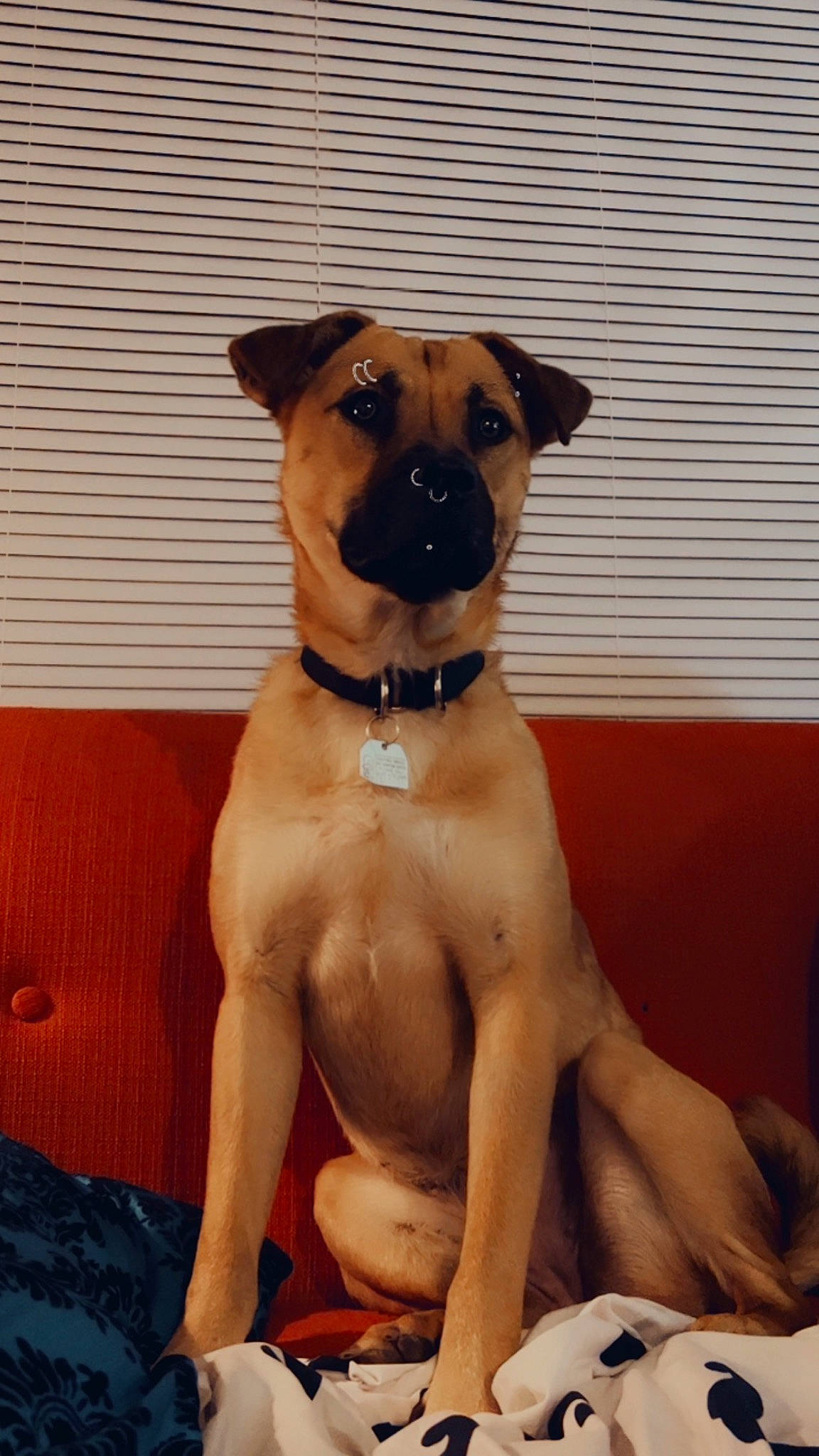 Nala is registered to the contest to win money with this photo: canidae, carnivore, collar, comfort, companion_dog, couch, dog, dog_breed, dog_collar, dog_supply, eye, fawn, fur, guard_dog, pet_supply, snout, sporting_group, whiskers, window, working_animal