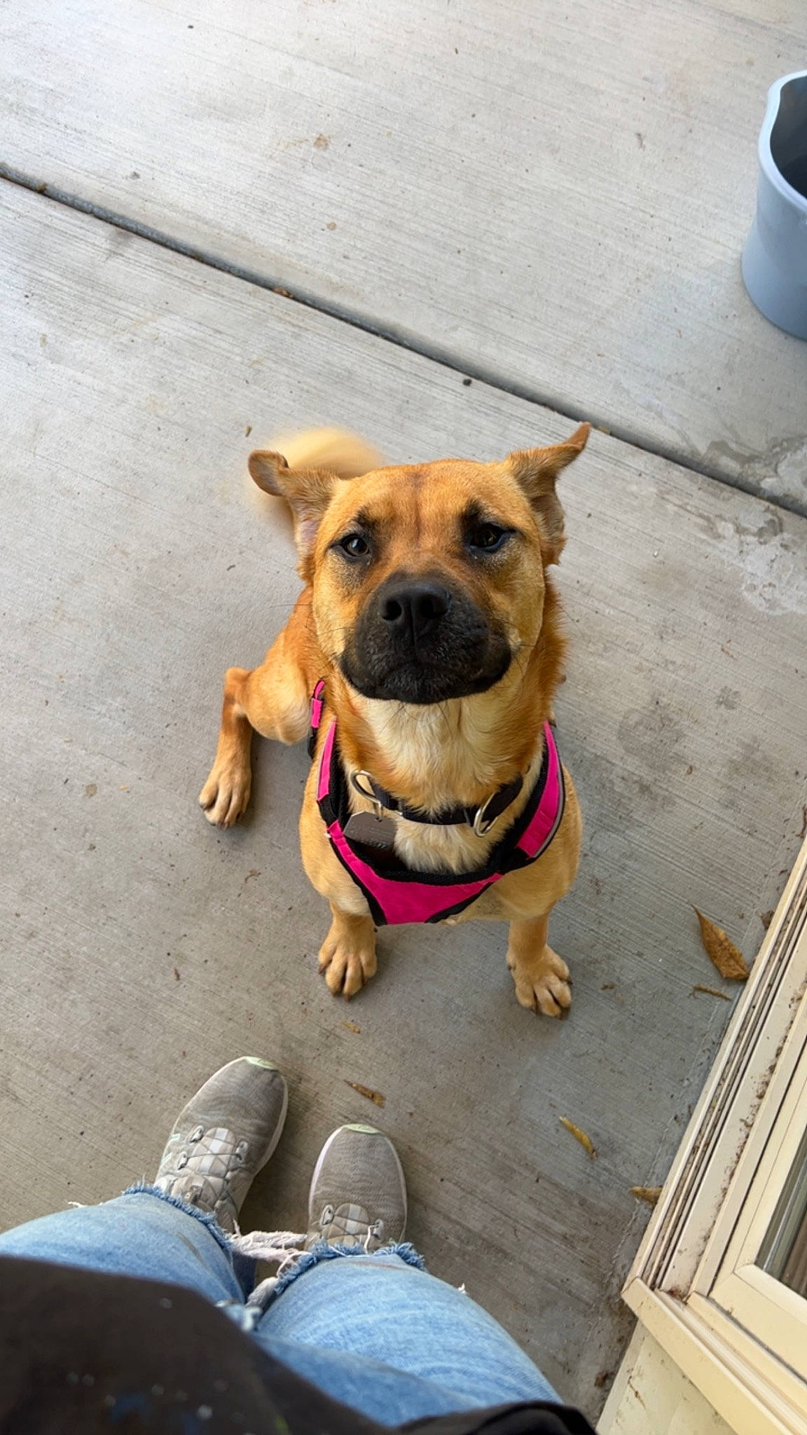 Nala is registered to the contest to win money with this photo: canidae, carnivore, collar, companion_dog, cup, dog, dog_breed, dog_collar, dog_supply, fawn, hat, leash, leg, pet_supply, serveware, snout, sporting_group, tableware, working_animal, wrinkle